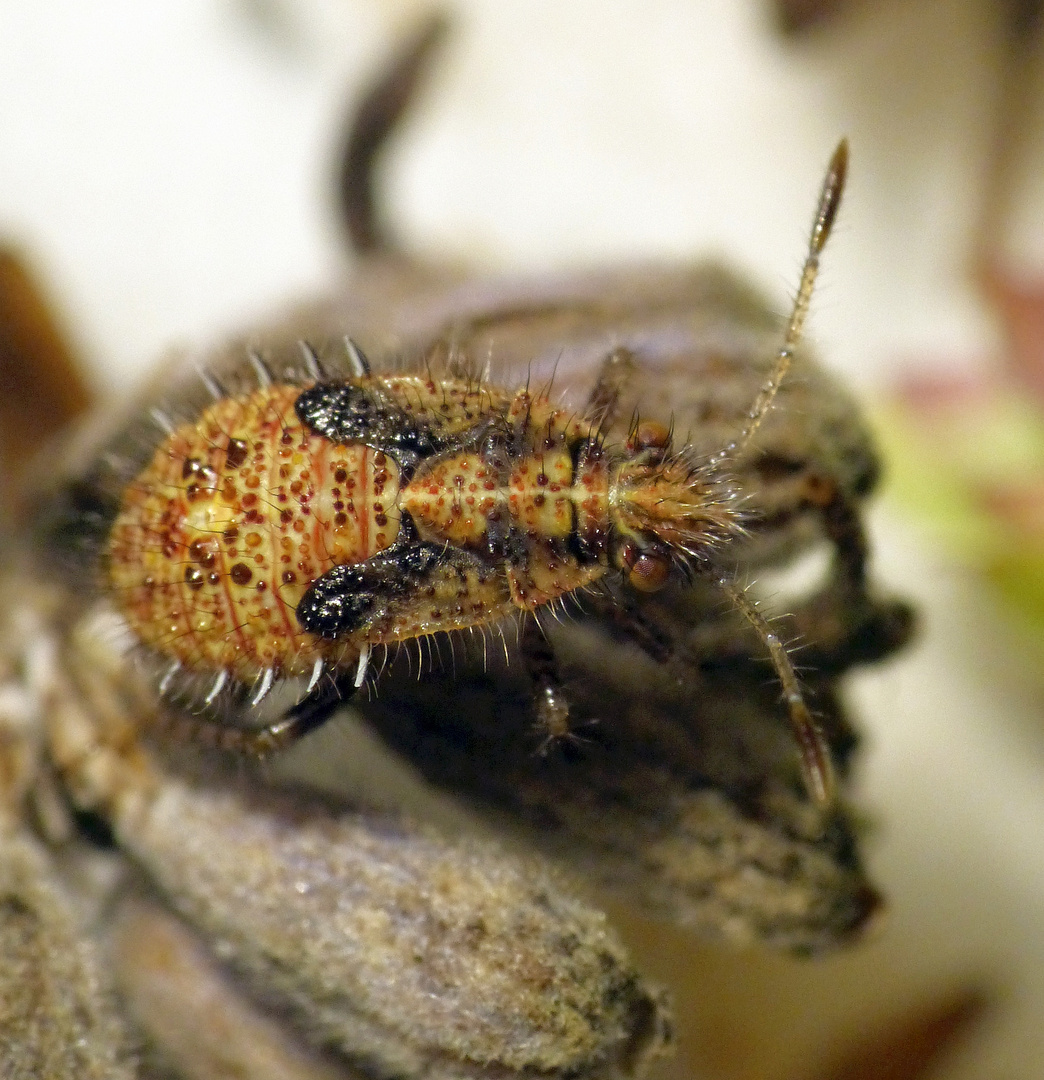 Nymphe der Hellbraunen Glasflügelwanze (Rhopalus subrufus) - L5 Larvenstadium