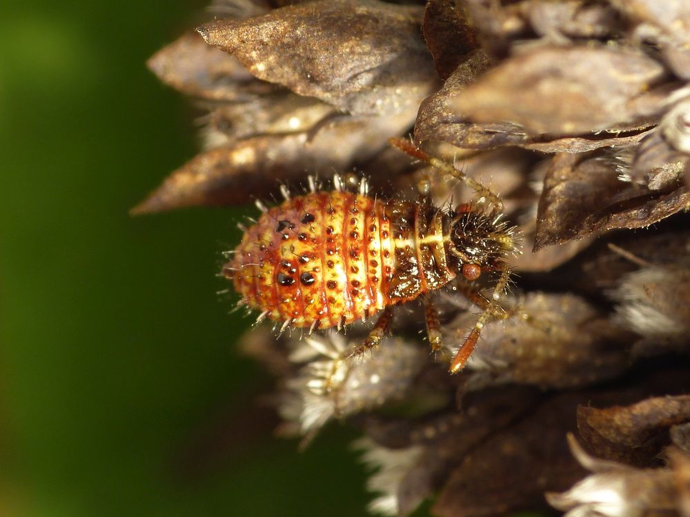 Nymphe der Hellbraunen Glasflügelwanze (Rhopalus subrufus) - Mittleres Larvenstadium