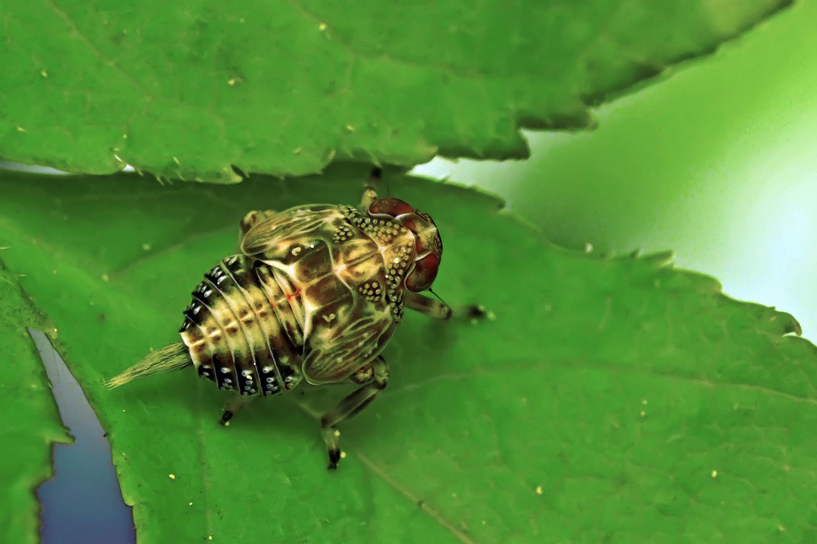 Nymphe der Käfer- oder Fliegenzikade... - Larve d'Issus coleoptratus ou d'Issus muscaeformis...
