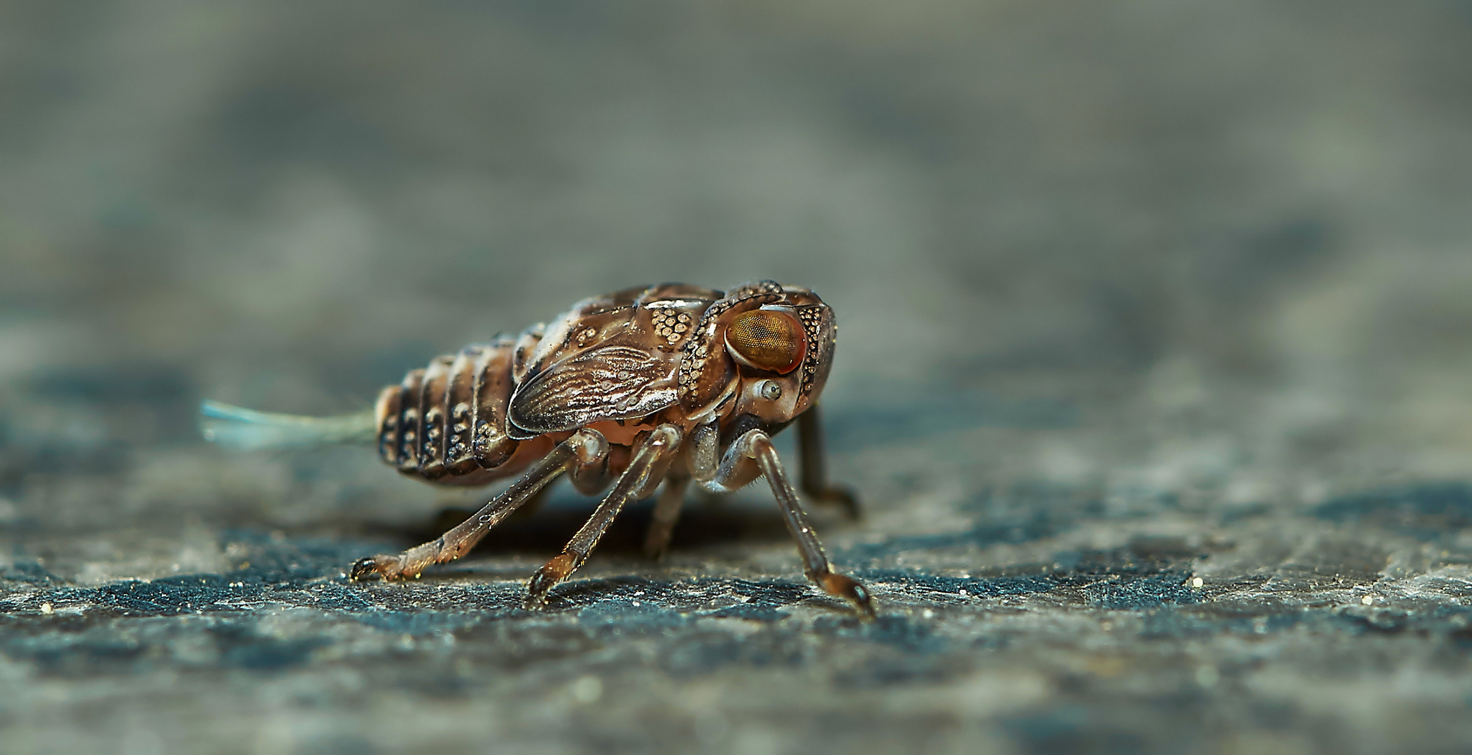 Nymphe der Käferzikade (Issus coleoptratus) 