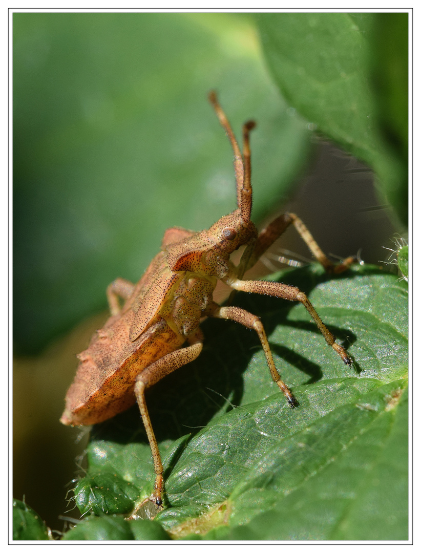 Nymphe der Lederwanze.