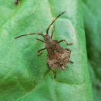 Nymphe der Lederwanze (Coreus marginatus) - Larvenstadium L5 ???