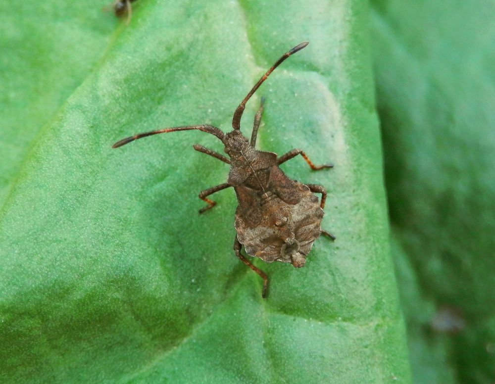 Nymphe der Lederwanze (Coreus marginatus) - Larvenstadium L5 ???