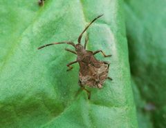 Nymphe der Lederwanze (Coreus marginatus) - Larvenstadium L5 ???