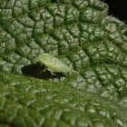 Nymphe der Ligusterstrauchzirpe (Fieberiella florii) - Larvenstadium L5