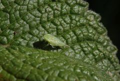 Nymphe der Ligusterstrauchzirpe (Fieberiella florii) - Larvenstadium L5