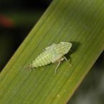 Nymphe der Ligusterstrauchzirpe (Fieberiella florii) - Larvenstadium L5