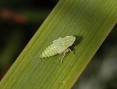 Nymphe der Ligusterstrauchzirpe (Fieberiella florii) - Larvenstadium L5