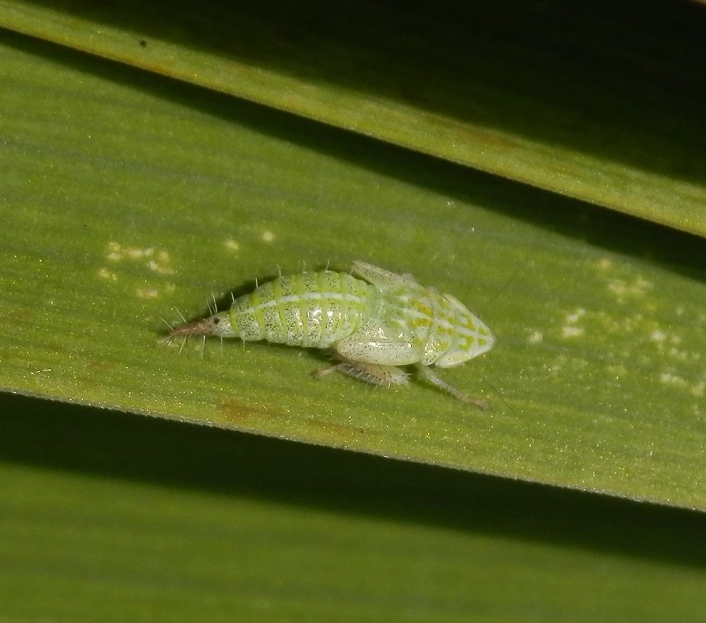 Nymphe der Ligusterstrauchzirpe (Fieberiella florii) - Larvenstadium L5