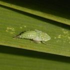 Nymphe der Ligusterstrauchzirpe (Fieberiella florii) - Larvenstadium L5