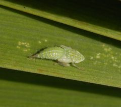 Nymphe der Ligusterstrauchzirpe (Fieberiella florii) - Larvenstadium L5