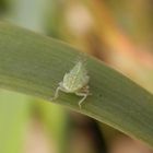 Nymphe der Ligusterstrauchzirpe (Fieberiella florii) - Larvenstadium L5