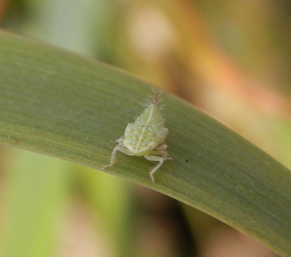 Nymphe der Ligusterstrauchzirpe (Fieberiella florii) - Larvenstadium L5