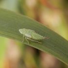 Nymphe der Ligusterstrauchzirpe (Fieberiella florii) - Larvenstadium L5