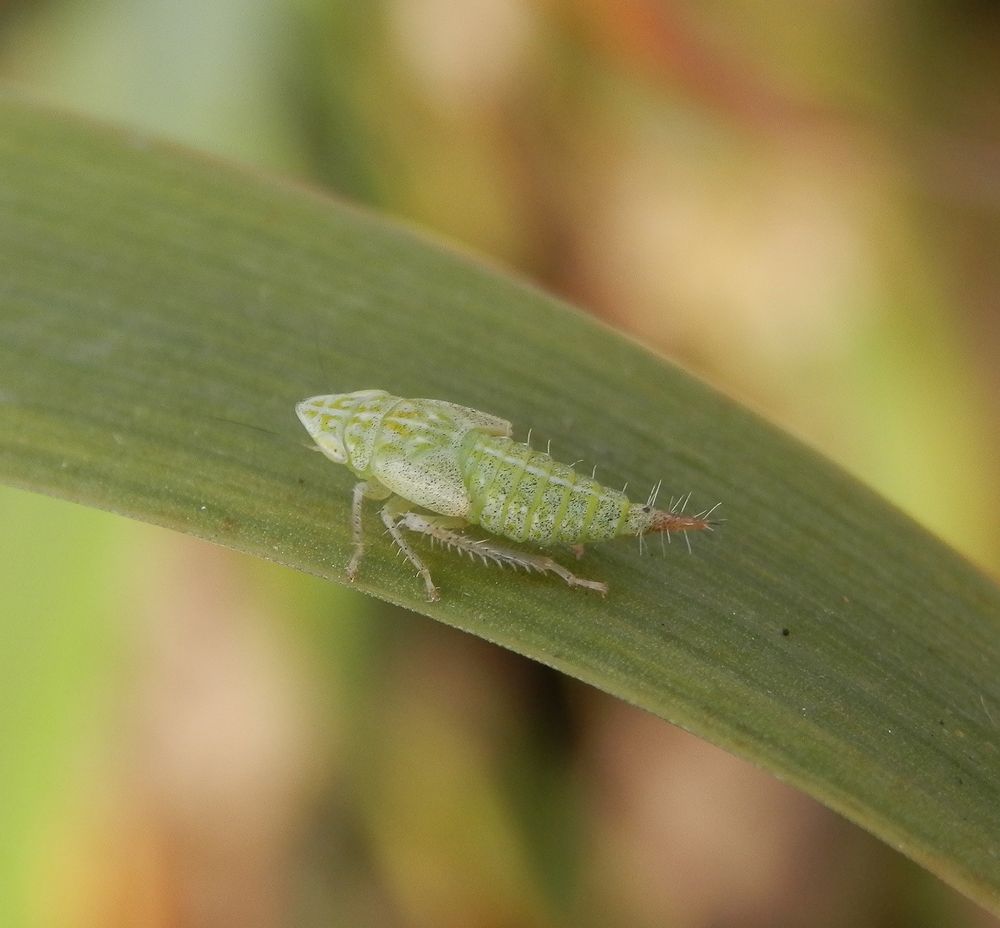 Nymphe der Ligusterstrauchzirpe (Fieberiella florii) - Larvenstadium L5