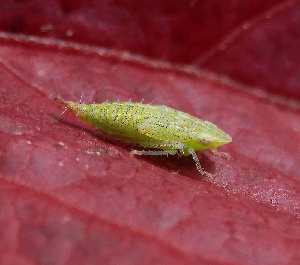 Nymphe der Ligusterstrauchzirpe (Fieberiella florii) - Larvenstadium L5