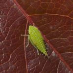 Nymphe der Ligusterstrauchzirpe (Fieberiella florii) - Larvenstadium L5