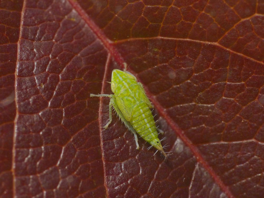 Nymphe der Ligusterstrauchzirpe (Fieberiella florii) - Larvenstadium L5