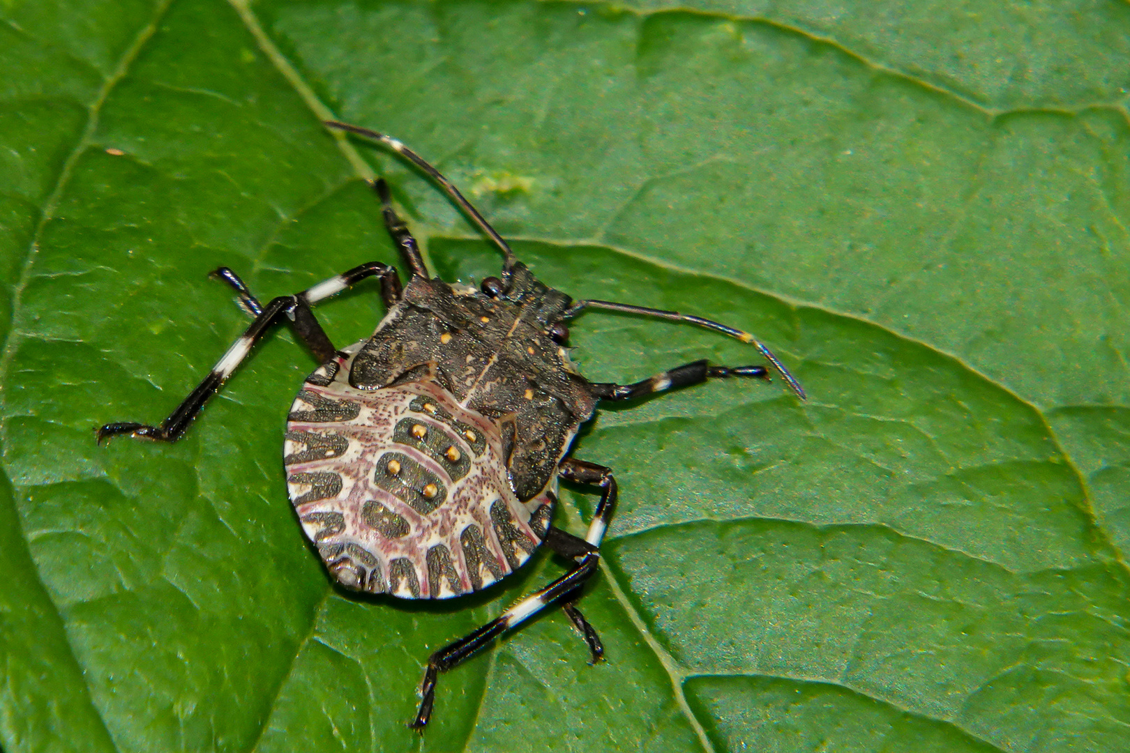 Nymphe der Mamorierten Baumwanze (Halyomorpha halys)