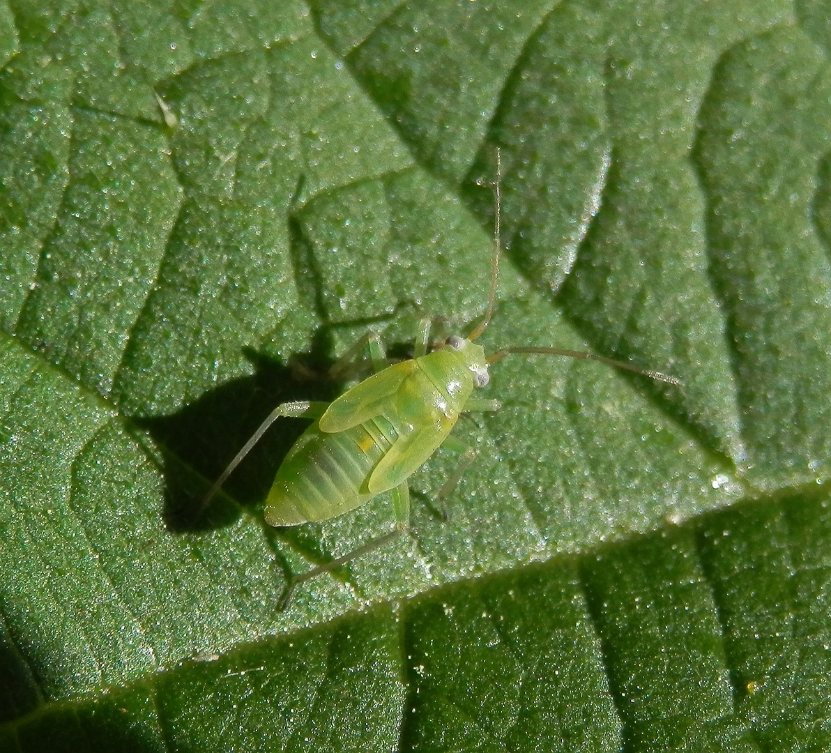 Nymphe der Nordischen Apfelwanze (Lygocoris rugicollis)