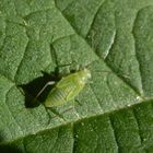 Nymphe der Nordischen Apfelwanze (Lygocoris rugicollis)