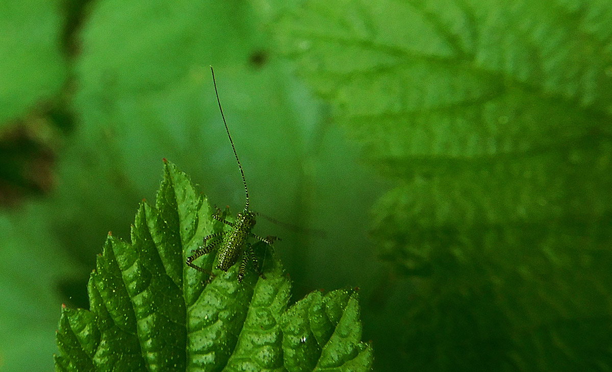 Nymphe der punktierten Zartschrecke