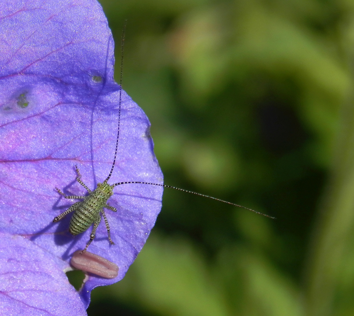 Nymphe der Punktierten Zartschrecke (Leptophyes punctatissima)