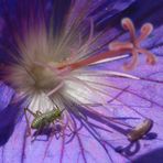 Nymphe der Punktierten Zartschrecke (Leptophyes punctatissima) auf Wiesen-Storchschnabel