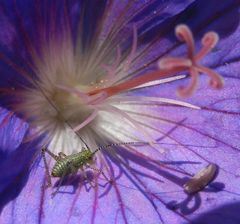 Nymphe der Punktierten Zartschrecke (Leptophyes punctatissima) auf Wiesen-Storchschnabel