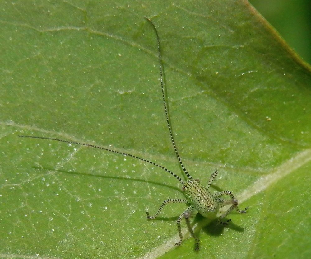 Nymphe der Punktierten Zartschrecke (Leptophyes punctatissima)