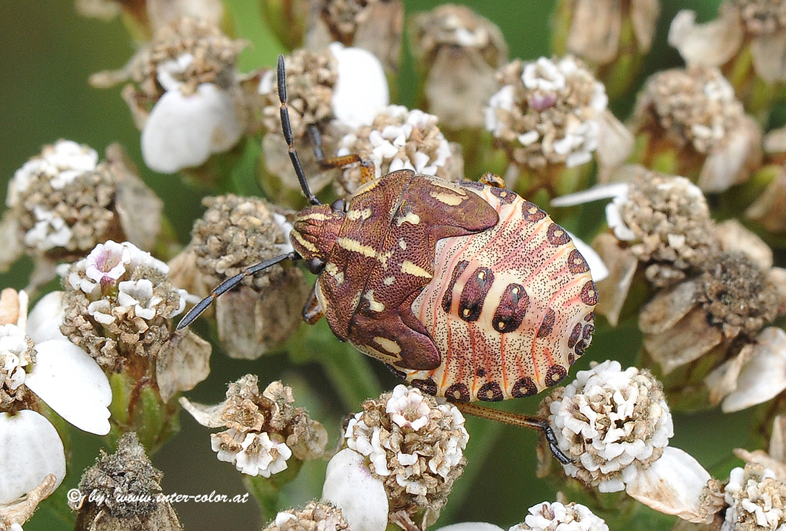 Nymphe der Purpur Baumwanze, Carpocoris purpureipennis