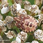 Nymphe der Purpur Baumwanze, Carpocoris purpureipennis