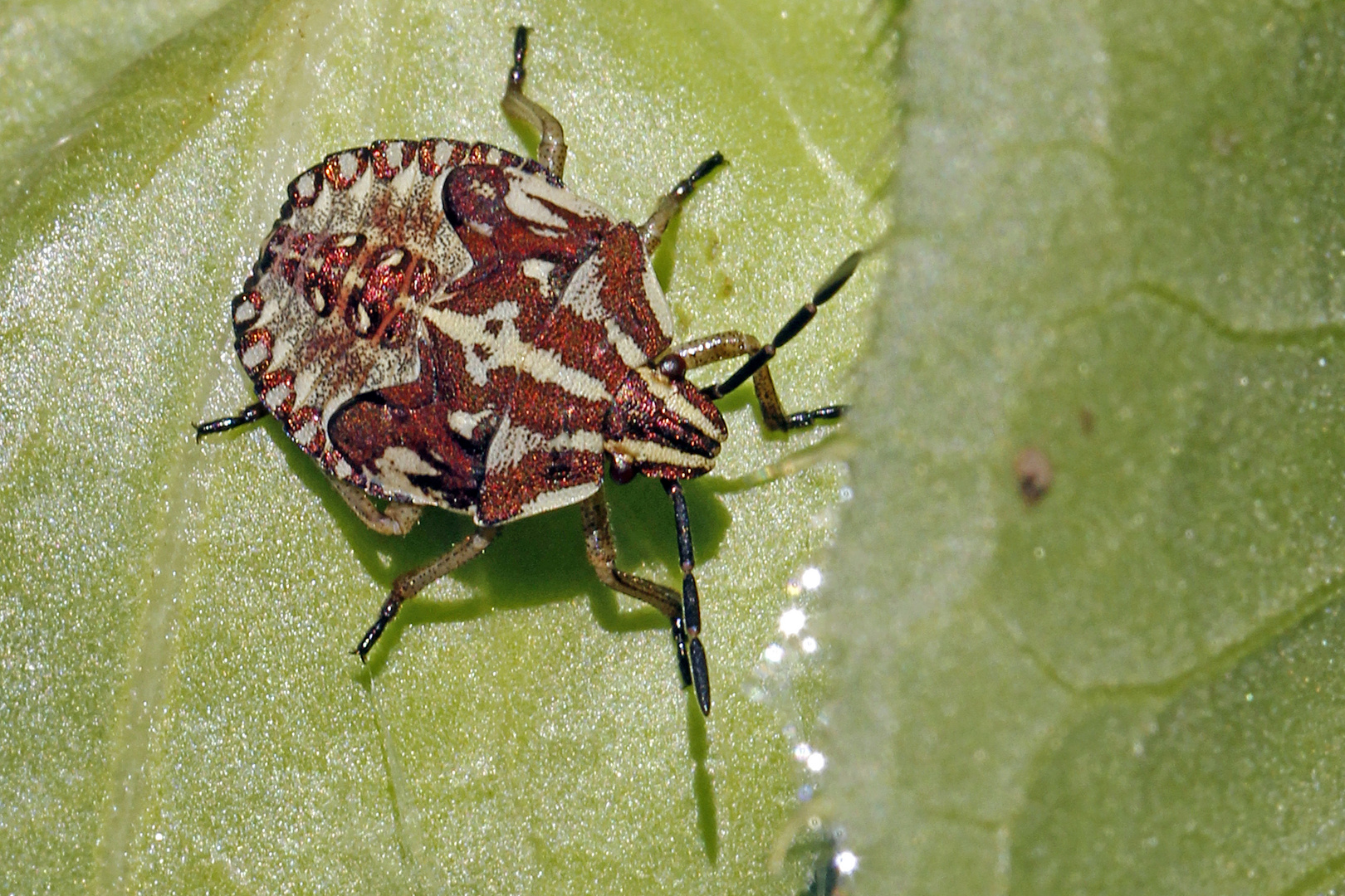 Nymphe der Purpur-Fruchtwanze (carpocoris purpureipennis)