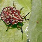 Nymphe der Purpur-Fruchtwanze (carpocoris purpureipennis)