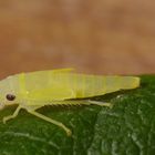 Nymphe der Rhododendronzikade (Graphocephala fennahi, Syn.: Graphocephala coccinea)