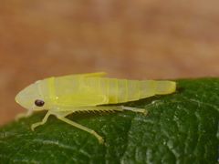 Nymphe der Rhododendronzikade (Graphocephala fennahi, Syn.: Graphocephala coccinea)