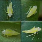 Nymphe der Rhododendronzikade (Graphocephala fennahi, Syn.: Graphocephala coccinea)