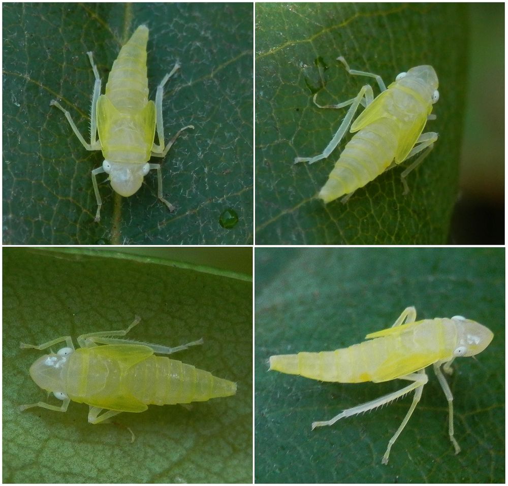 Nymphe der Rhododendronzikade (Graphocephala fennahi, Syn.: Graphocephala coccinea)