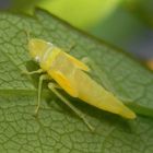 Nymphe der Rhododendronzikade (Graphocephala fennahi, Syn.: Graphocephala coccinea)