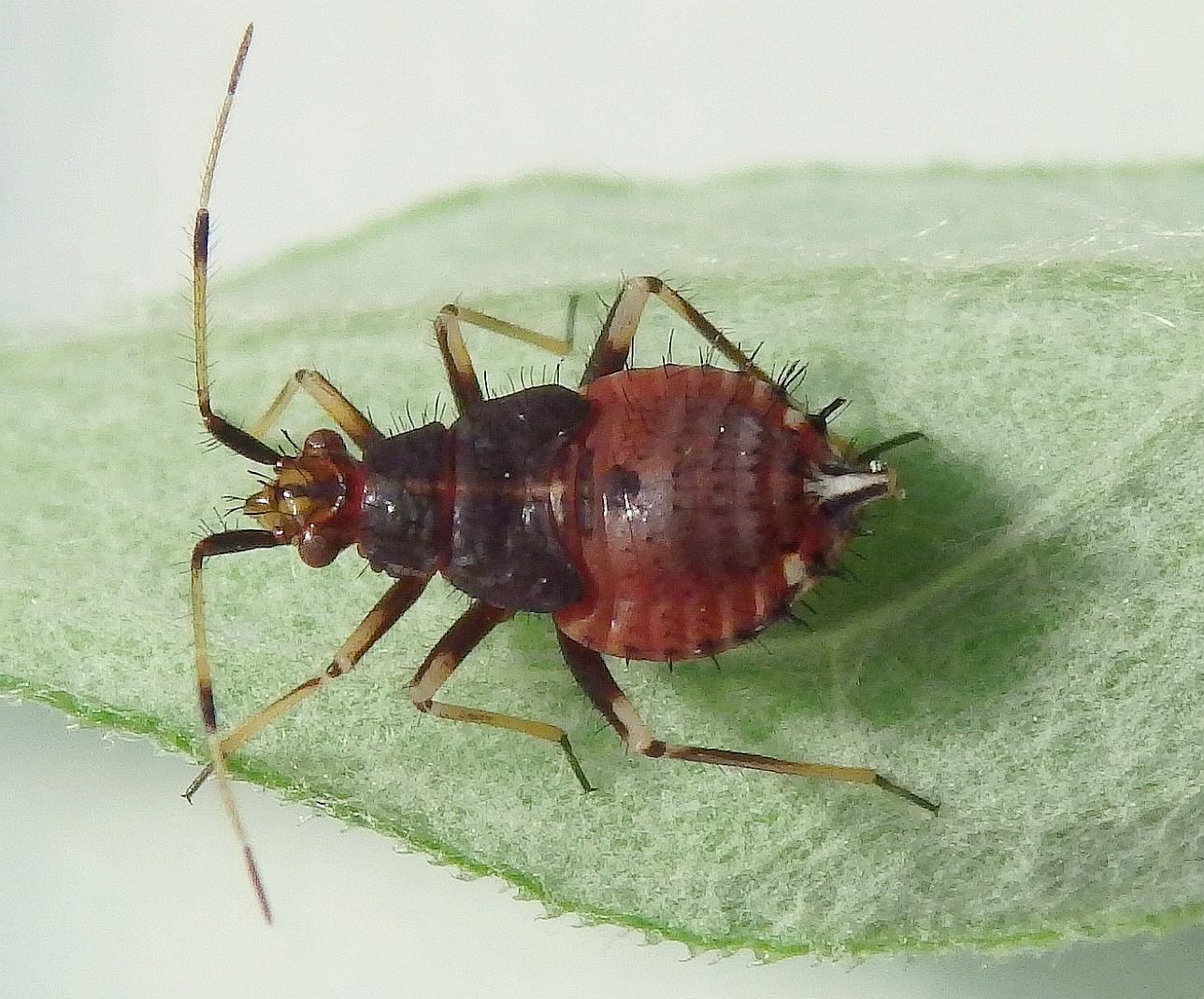 Nymphe der Roten Weichwanze (Deraeocoris ruber)