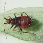 Nymphe der Roten Weichwanze (Deraeocoris ruber)