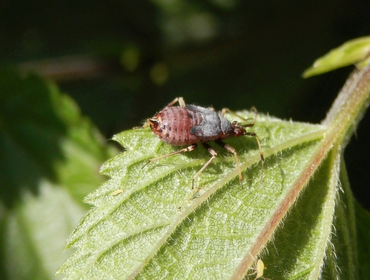 Nymphe der Roten Weichwanze (Deraeocoris ruber) auf Brennessel