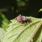 Nymphe der Roten Weichwanze (Deraeocoris ruber) auf Brennessel