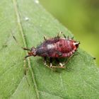 Nymphe der Roten Weichwanze (Deraeocoris ruber)