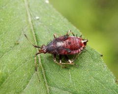 Nymphe der Roten Weichwanze (Deraeocoris ruber)