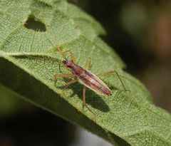 Nymphe der Sichelwanze Nabis ericetorum