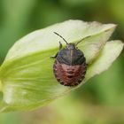 Nymphe der Streifenwanze (Graphosoma italicum) - L4 Larve