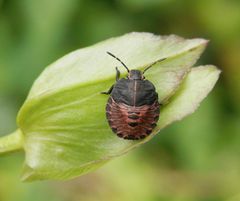 Nymphe der Streifenwanze (Graphosoma italicum) - L4 Larve