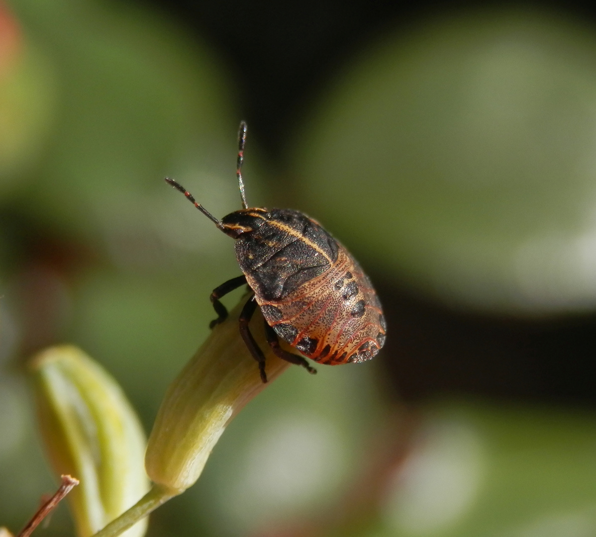 Nymphe der Streifenwanze (Graphosoma italicum) - L4 Nymphe