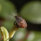 Nymphe der Streifenwanze (Graphosoma italicum) - L4 Nymphe